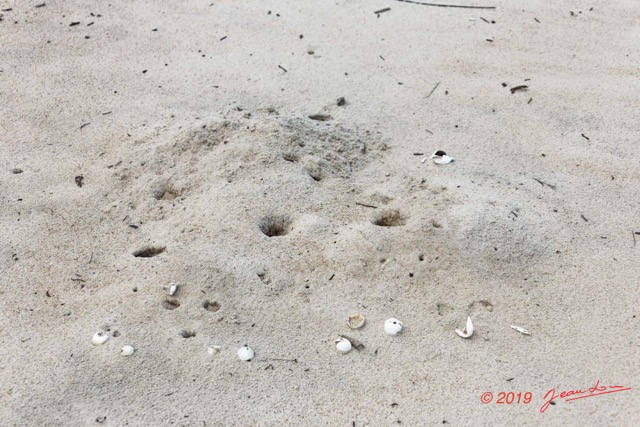158 AWAGNE 1 Plage Nid de Ponte de Tortue Detruit par un Predateur 19E5M3IMG_190422150733_DxOwtmk 150k.jpg