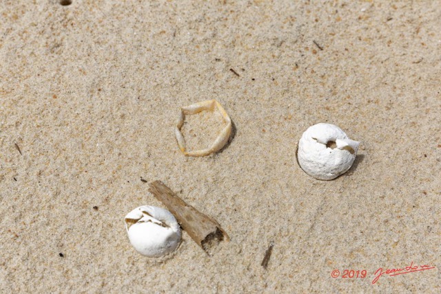 159 AWAGNE 1 Plage Nid de Ponte de Tortue Detruit par un Predateur 19E5M3IMG_190422150738_DxOwtmk 150k.jpg
