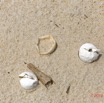 159 AWAGNE 1 Plage Nid de Ponte de Tortue Detruit par un Predateur 19E5M3IMG_190422150738_DxOwtmk 150k.jpg