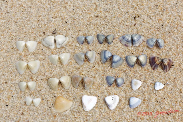 162 AWAGNE 1 la Plage Mollusca 005 Bivalvia Veneroida Veneridae Pitar et Tivela sp 19E5M3IMG_190422150752_DxOwtmk 150k.jpg