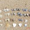162 AWAGNE 1 la Plage Mollusca 005 Bivalvia Veneroida Veneridae Pitar et Tivela sp 19E5M3IMG_190422150752_DxOwtmk 150k.jpg
