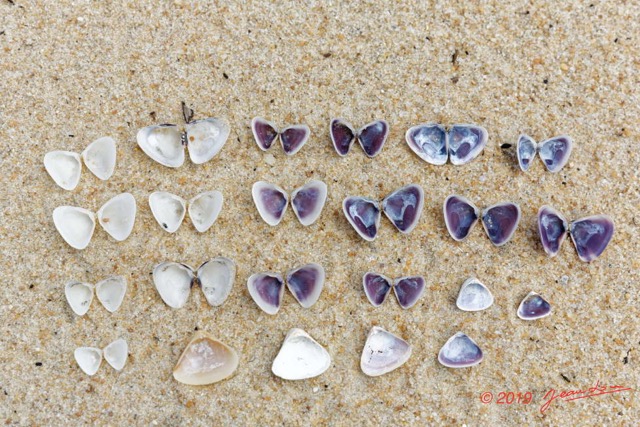 165 AWAGNE 1 la Plage Mollusca 006 Bivalvia Veneroida Veneridae Pitar et Tivela sp Verso 19E5M3IMG_190422150775_DxOwtmk 150k.jpg