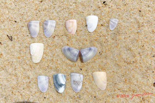 166 AWAGNE 1 la Plage Mollusca 007 Bivalvia Veneroida Donacidae Donax sp Recto 19E5M3IMG_190422150781_DxOwtmk 150k.jpg