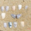 166 AWAGNE 1 la Plage Mollusca 007 Bivalvia Veneroida Donacidae Donax sp Recto 19E5M3IMG_190422150781_DxOwtmk 150k.jpg