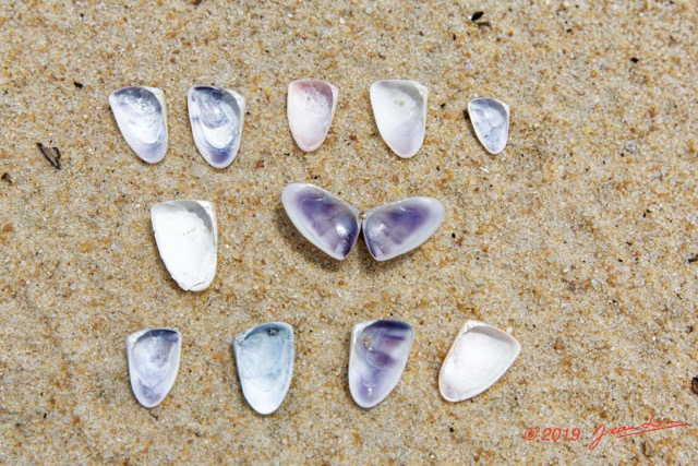 167 AWAGNE 1 la Plage Mollusca 008 Bivalvia Veneroida Donacidae Donax sp Verso 19E5M3IMG_190422150783_DxOwtmk 150k.jpg