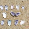 167 AWAGNE 1 la Plage Mollusca 008 Bivalvia Veneroida Donacidae Donax sp Verso 19E5M3IMG_190422150783_DxOwtmk 150k.jpg
