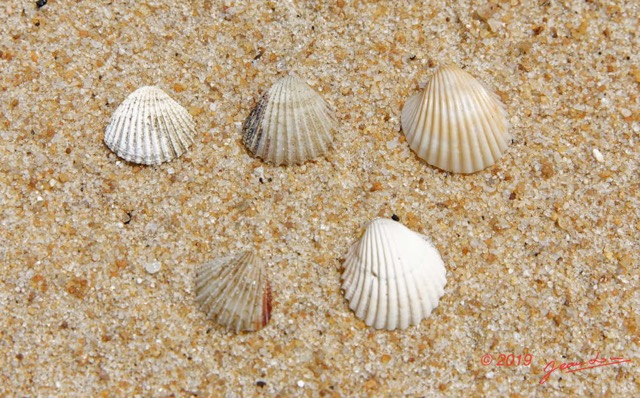 168 AWAGNE 1 la Plage Mollusca 009 Bivalvia Veneroida Cardiidae Cardium sp Recto 19E5M3IMG_190422150785_DxOwtmk 150k.jpg