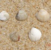 168 AWAGNE 1 la Plage Mollusca 009 Bivalvia Veneroida Cardiidae Cardium sp Recto 19E5M3IMG_190422150785_DxOwtmk 150k.jpg