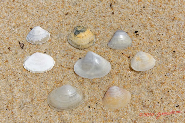 170 AWAGNE 1 la Plage Mollusca 011 Bivalvia Veneroida Veneridae Pitar et Tivela sp Recto 19E5M3IMG_190422150789_DxOwtmk 150k.jpg