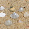 170 AWAGNE 1 la Plage Mollusca 011 Bivalvia Veneroida Veneridae Pitar et Tivela sp Recto 19E5M3IMG_190422150789_DxOwtmk 150k.jpg
