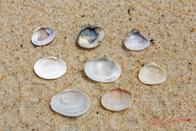 171 AWAGNE 1 la Plage Mollusca 012 Bivalvia Veneroida Veneridae Pitar et Tivela sp Verso 19E5M3IMG_190422150791_DxOwtmk 150k.jpg