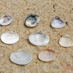 171 AWAGNE 1 la Plage Mollusca 012 Bivalvia Veneroida Veneridae Pitar et Tivela sp Verso 19E5M3IMG_190422150791_DxOwtmk 150k.jpg