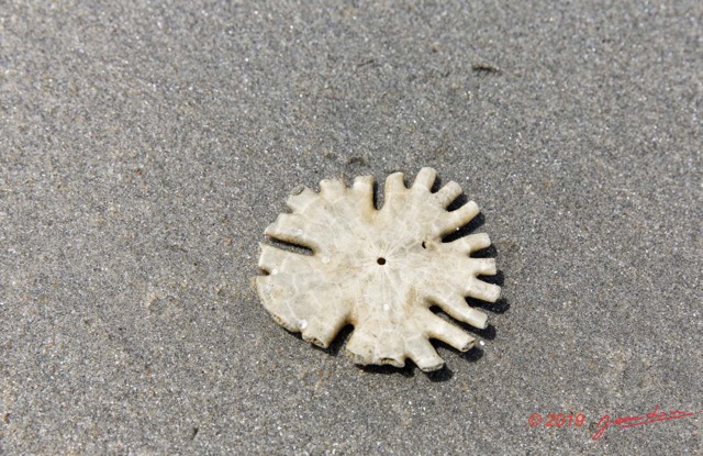 172 AWAGNE 1 la Plage Echinodermata 002 Echinoidea Clypeasteroida Rotulidae Oursin Plat Dollar des Sables 19E5M3IMG_190422150811_DxOwtmk 150k.jpg