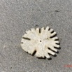 172 AWAGNE 1 la Plage Echinodermata 002 Echinoidea Clypeasteroida Rotulidae Oursin Plat Dollar des Sables 19E5M3IMG_190422150811_DxOwtmk 150k.jpg