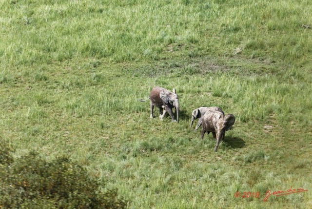194 AWAGNE 1 ULM Retour Survol Savane avec Elephants 19E5M3IMG_190422150929_DxOwtmk 150k.jpg