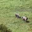 194 AWAGNE 1 ULM Retour Survol Savane avec Elephants 19E5M3IMG_190422150929_DxOwtmk 150k.jpg