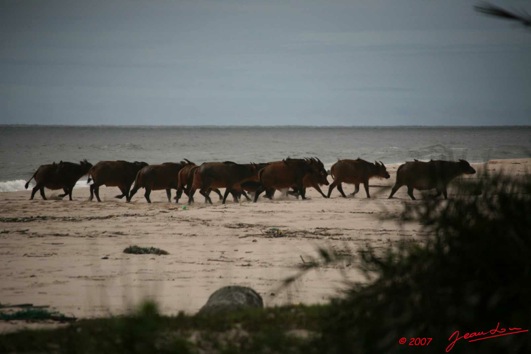 SETTE-CAMA-Buffles-sur-la-Plage-E7IMG_0899WTMK-Web