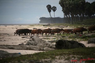 SETTE-CAMA-Buffles-sur-la-Plage-E7IMG_0905WTMK-web