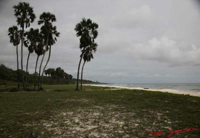 SETTE-CAMA-Plage-avec-Palmiers-E7IMG_0921WTMK-web