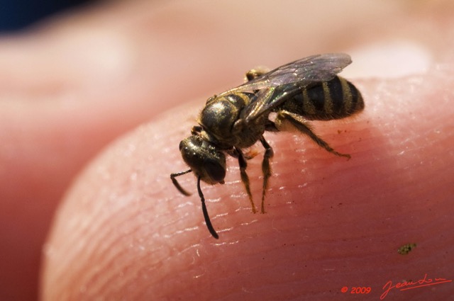 021 OBOLI Abeille Melipone 9E5K2IMG_53031wtmk.jpg
