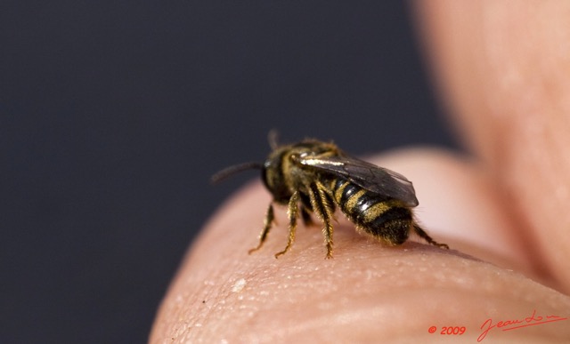 022 OBOLI Abeille Melipone 9E5K2IMG_53032wtmk.jpg