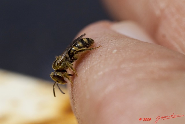 023 OBOLI Abeille Melipone 9E5K2IMG_53034wtmk.jpg