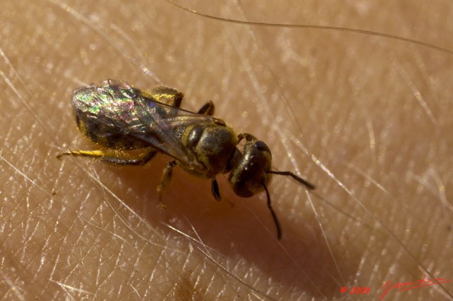 026 OBOLI Abeille Melipone 9E5K2IMG_53047wtmk.jpg