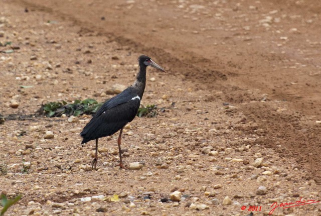 054 LA LOPE 6 Oiseau Cigogne de Abdim Ciconia abdimii 11E5K2IMG_67759wtmk.jpg