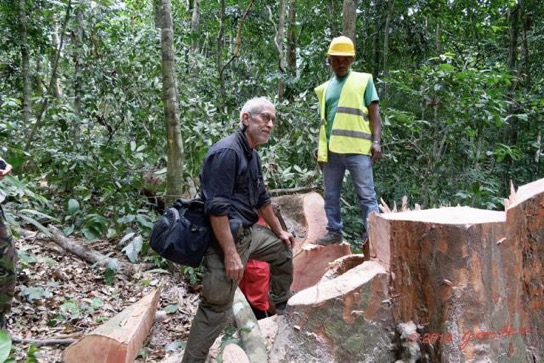 CFAD Haut-Abanga Chantier Abattage Arbre 1 Okoume JLA sur le Tronc a Terre 19RX106DSC_1908121001040_DxOwtmk-Web