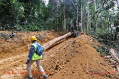 Cfad Haut-Abanga Zone de Debardage Bulldozer avec Pelle Remontant de la Zone de Debuscage avec Tronc 19ApMariosIMG_190729100564_DxOwtmk-web